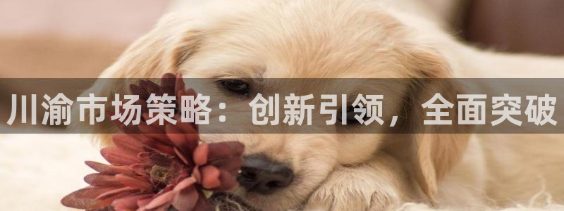必赢手机版